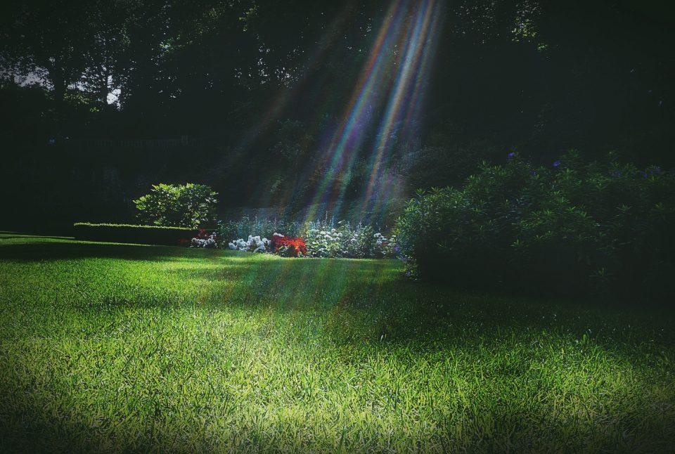 Gepflegter Rasen mit Sonnenlicht durch die Bäume